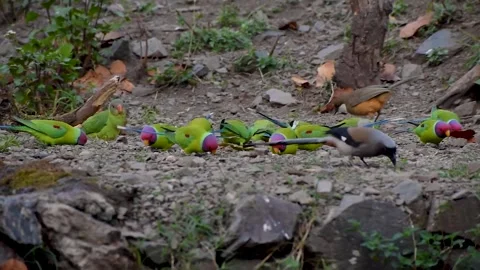 Plum-headed Parakeets and Gray Treepie Foraging on Himalayan Forest Ground 動画素材 311571539