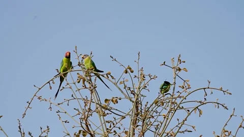 Plum-headed parakeets flying around in Jawai national park Stock Footage 308722879
