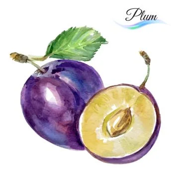 Plum Stock Illustration