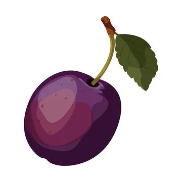 Plum Stock Illustration