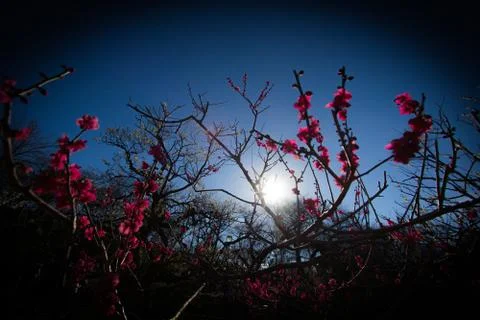 Plum image Stock Photos