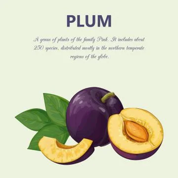 Plum. Isolated objects Stock Illustration
