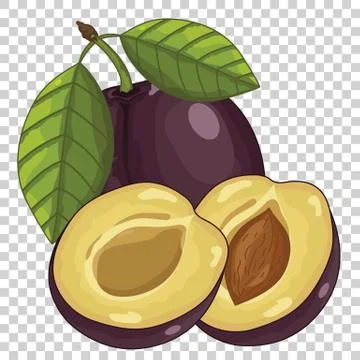 Plum Isolated, Vector. Stock Illustration