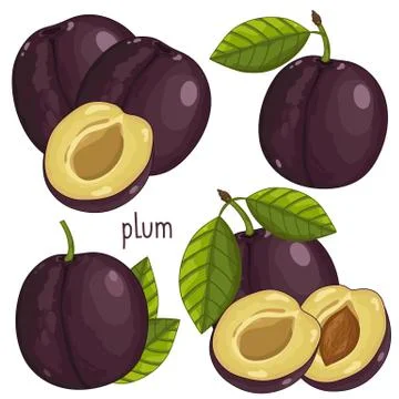 Plum Isolated, Vector. Stock Illustration