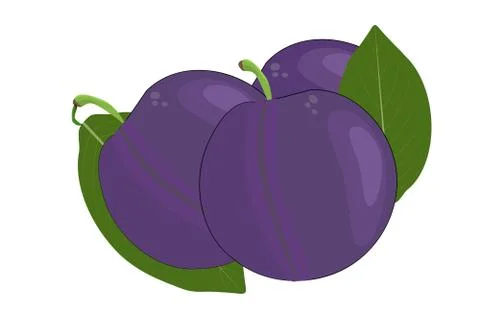 Plum isolated on white background. Stock Illustration