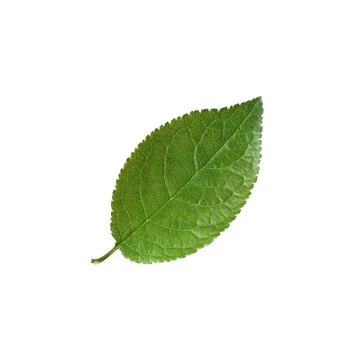 Plum leaf isolated on a white background. Foto stock