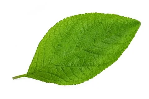Plum leaf Stock Photos