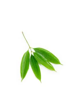 Plum Mango leaves  isolated on a white background Stock Photos