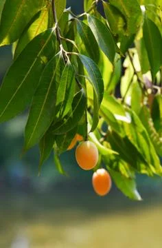 Plum mango tropical fruit on tree marian plum 스톡 사진