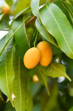 Plum mango tropical fruit on tree marian plum Stock Photos