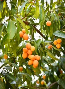 Plum mango tropical fruit on tree marian plum Stock Photos
