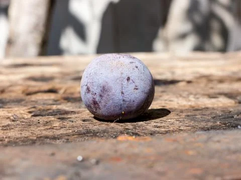 Plum object. Stock Photos