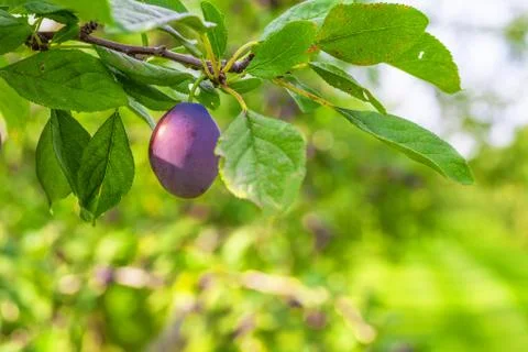 Plum orchard Stock Photos