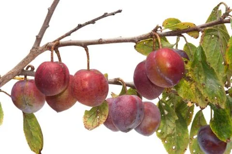 Plum. Stock Photos