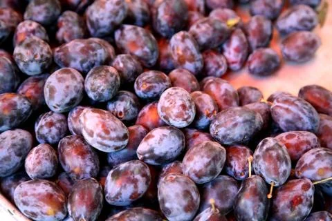 Plum Stock Photos