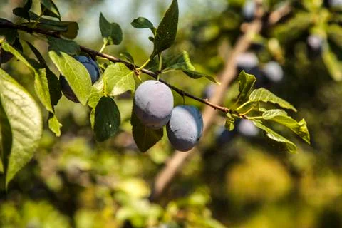 Plum Stock Photos