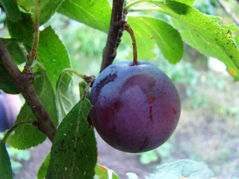 Plum Stock Photos