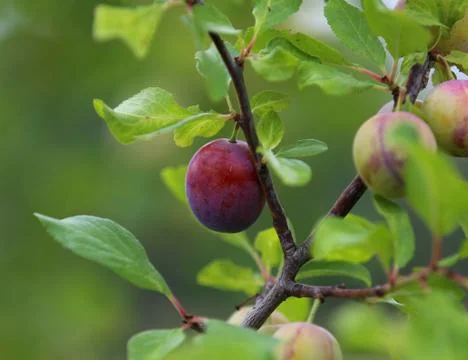 Plum Stock Photos