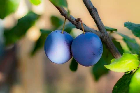 Plum. Stock Photos