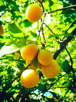 Plum Stock Photos