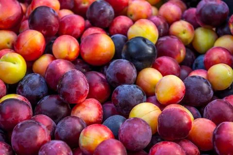 Plum Stock Photos