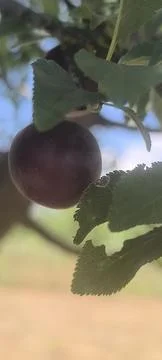 Plum Stock Photos