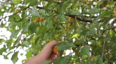 Plum picking Stock Footage 61258556