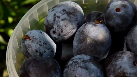 Plum in plastic container Stock Footage 256113839