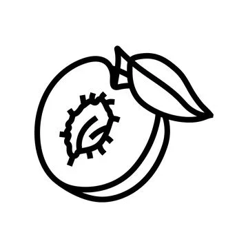 Plum seed cut leaf line icon vector illustration Stock Illustration