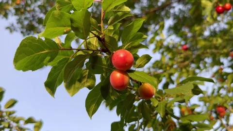 Plum slow motion video Stock Footage 278039818
