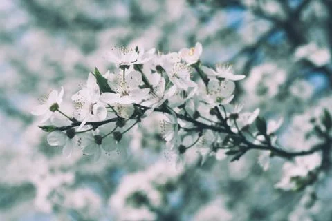 Plum spring flowers Stockfoto's