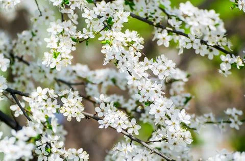 Plum spring flowers Stock-Fotos