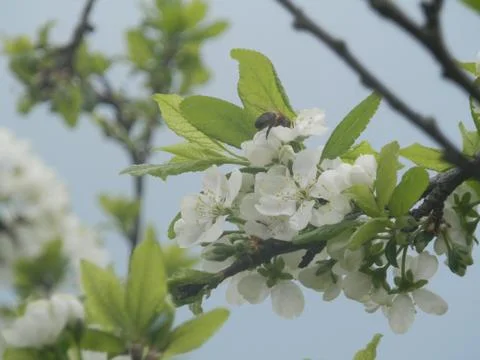 Plum in spring 스톡 사진