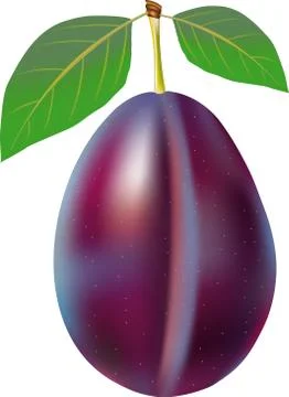 Plum with stem and green leaf 스톡 일러스트
