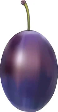 Plum with stem Stock-Illustration
