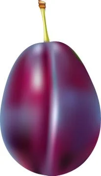 Plum with stem. Vector Stock Illustration