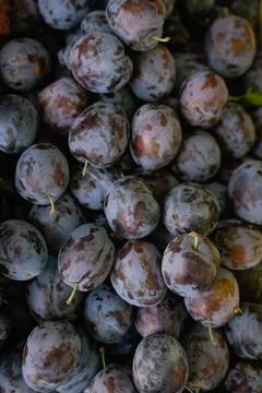 Plum texture, top view Stock Photos