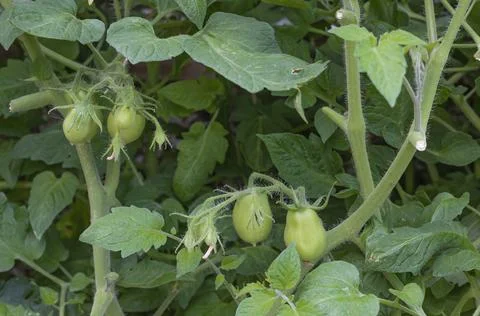 Plum tomatoes developing on the vine Stock Photos