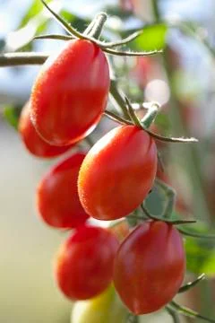 Plum tomatoes on the vine Stock Photos