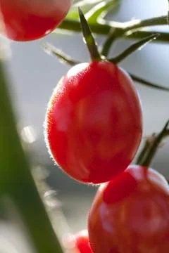 Plum tomatoes on the vine Stock Photos