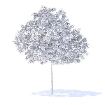 Plum Tree 3D Model 3.2m ~ 3D Model #91540922 | Pond5