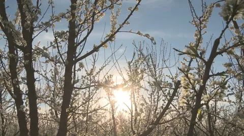 Plum tree in bloom Stock Footage 8652505