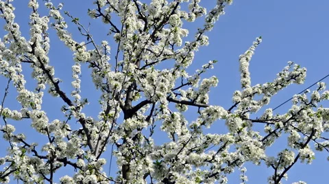 Plum tree in bloom Stock Footage 62101437