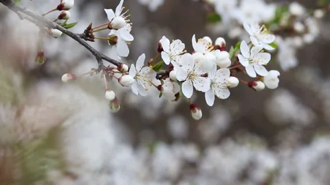 Plum tree in bloom. Stock Footage 152976396