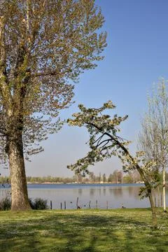 Plum tree in bloom in a park by the lakeshore on a sunny day Stock Photos
