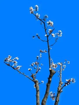 Plum tree blooming in springtime on blue sky background Stock Photos