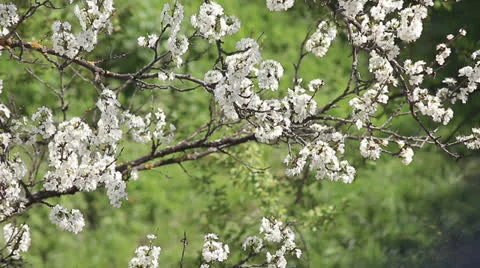 Plum tree blossom 2 Video stock 23724691