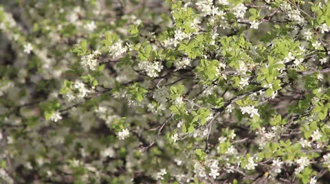 Plum tree blossom 3 Video stock 23724725
