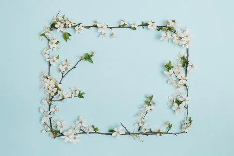 Plum tree blossom branches frame. April floral nature and spring blossom on s Stock Photos