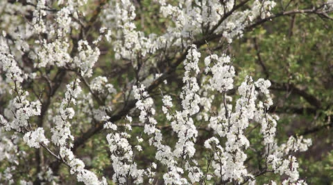 Plum tree blossom Video stock 23724743